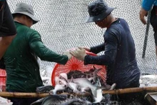Vietnam's annual export of organic agricultural products reaches 335 mln USD. (Image for illustration/Source: VNA)