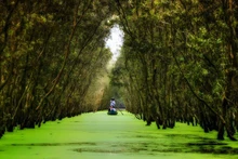 The green beauty of Tra Su Melaleuca Forest 