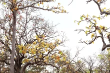 In Pictures: Dreamy forests in dry season of Central Highlands 
