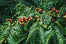 Vietnam is the second largest coffee exporter in the world. (Photo: Booking.com)