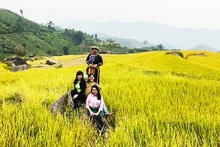 Phieng Phan Village is famous for specialTai sticky rice. 