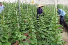 Bac Ninh has been promoting hi-tech agriculture. (Photo: baobacninh.com.vn)