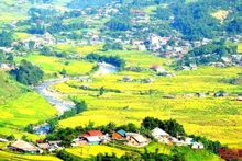 The terraced fields in Sa Pa are full of yellow rice.