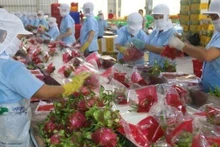 Packaging dragon fruit for export in Tien Giang province. (Photo: VNA)