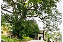 The path to Duong Lam ancient village (Photo: ND)