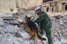 A Vietnamese rescuer and a sniffer dog are searching for earthquake victims in Hatay province of Turkey (Photo: VNA)
