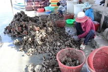 Workers classify oysters after harvesting. (Photo: VNA) 