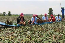 Visitors join agricultural production activities of local people in An Giang province. (Photo: VNA)