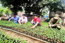 Sung A Dia (in white shirt, holding a tree in the middle) is instructing the Hmong ethnic people in Pu Nhi Commune, Dien Bien Dong District, on how to dig holes to plant coffee trees.