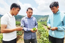 Secretary of the Party cell and head of Phieng Cai Hamlet, Trang A Tua (middle), guides people in tea cultivation. (Photo: nhandan.vn)