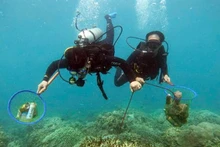 Divers collect rubbish in Hon Mun Marine Protected Area.