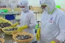 Video: Viet Nam’s seafood industry seeks to break free from “dependence trap”
