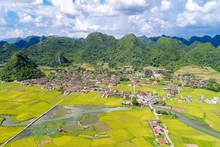 A valley of golden fields in Bac Son District, home to numerous geological heritage sites.