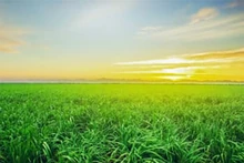 Building the national brand for Vietnamese agricultural products: The story of Thanh Thanh Cong Sugarcane