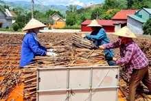 Processing dried cinnamon for export