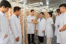 Students learn and research the red reishi mushroom growing model at Dong Thap University. (Photo provided by Dong Thap University)