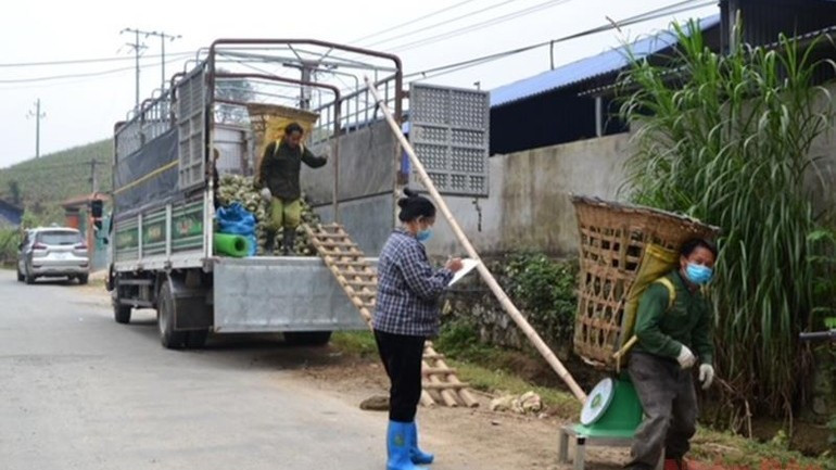 Traders purchasing fresh pineapples from locals in Ban Lau Commune for processing plants in Ha Nam, Hung Yen, and Ninh Binh. (Photo: nhandan.vn) thumuadua-29725.jpg