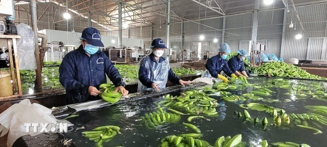 Workers process agricultural products for export to the US market at a facility in Ba Ria-Vung Tau province (now part of Ho Chi Minh City) (Photo: VNA) Workers process agricultural products for export to the US market at a facility in Ba Ria-Vung Tau province (now part of Ho Chi Minh City) (Photo: VNA)
