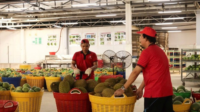 It is essential to boost the competitiveness of seasonal farm products. (Photo: nhandan.vn) 8-tang-suc-canh-tranh-cho-nong-san-mua-vu-2-7615.jpg