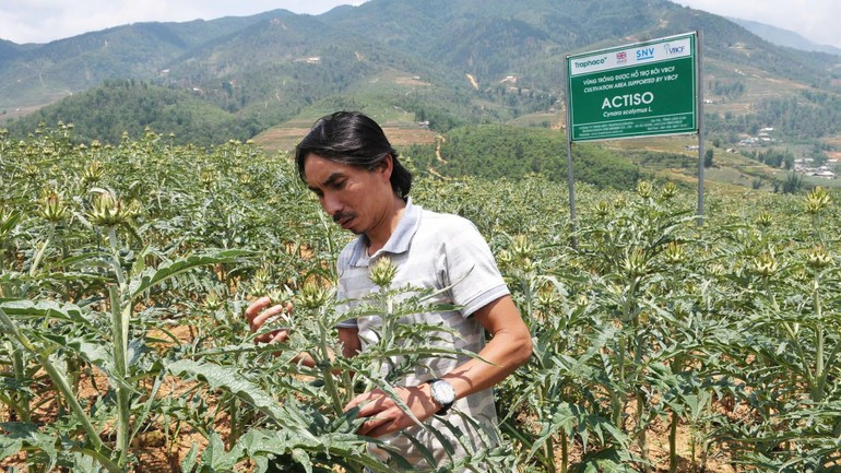 Residents of Sa Pa Ward, Lao Cai Province, tending artichoke medicinal gardens. (Photo: DANG KHOA) cayduoclieu-28925.jpg