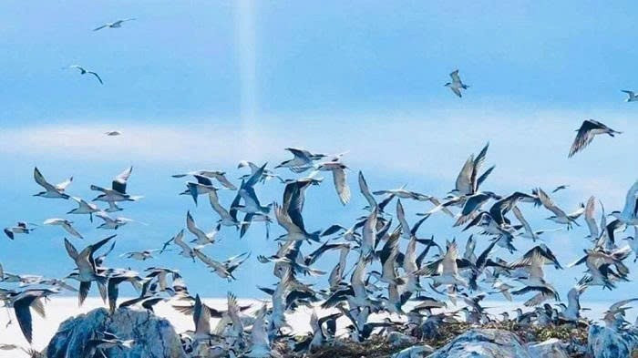Hon Trung Island, located within the park, is also known as the largest seabird nesting site in Southeast Asia. hontrung-condao-131025.jpg