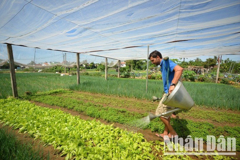 International tourists enjoy immersive experiences in Tra Que vegetable village, Hoi An. (Photo: VU LINH) rautraque-07625.jpg