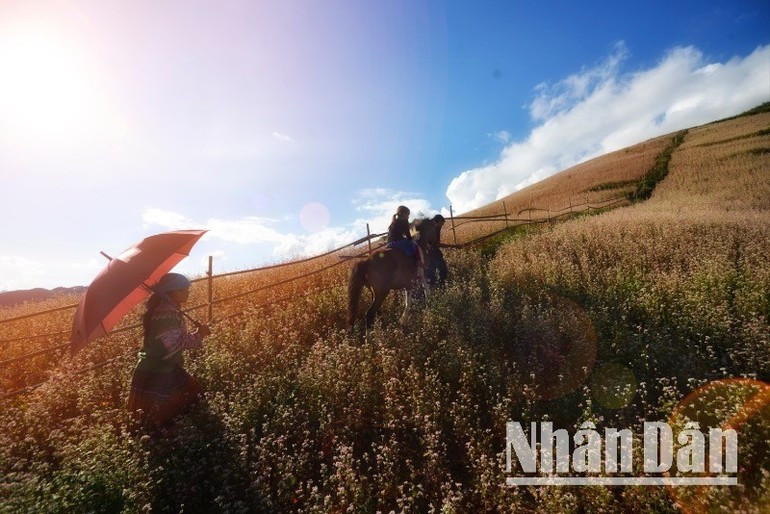 The name Ha Giang evokes iconic images of buckwheat flower-covered hills. (Photo: VU LINH) hagiang-07625.jpg