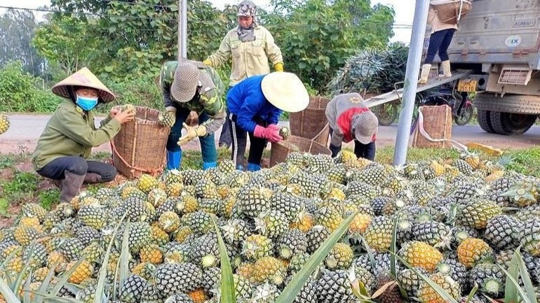 Dong Giao processing plant purchasing pineapples directly at the field from local farmers. (Photo: nhandan.vn) chebiendua-29725.jpg