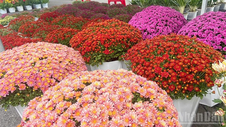 Multi-coloured chrysanthemums on sale at the Sa Dec Flower and Ornamental Plant Festival.