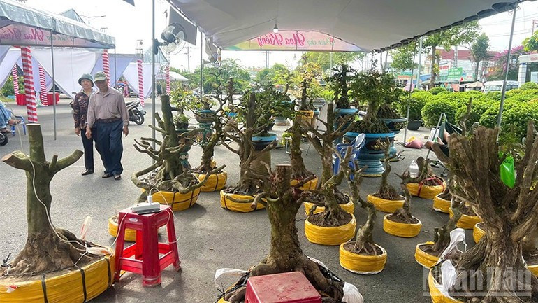 Many kinds of ornamental plants are displayed and sold at the Sa Dec Flower and Ornamental Plant Festival.