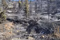 A forest destroyed by fires in Medea province, Algeria (Photo: VNA)