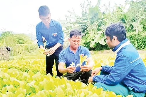 The Youth Agricultural and Service Cooperative in Dat Bang commune, Gia Lai province has created jobs for 200 workers.