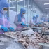 Workers process octopus for export to the Japanese market at Huy Nam Company in An Giang (Photo: VNA)