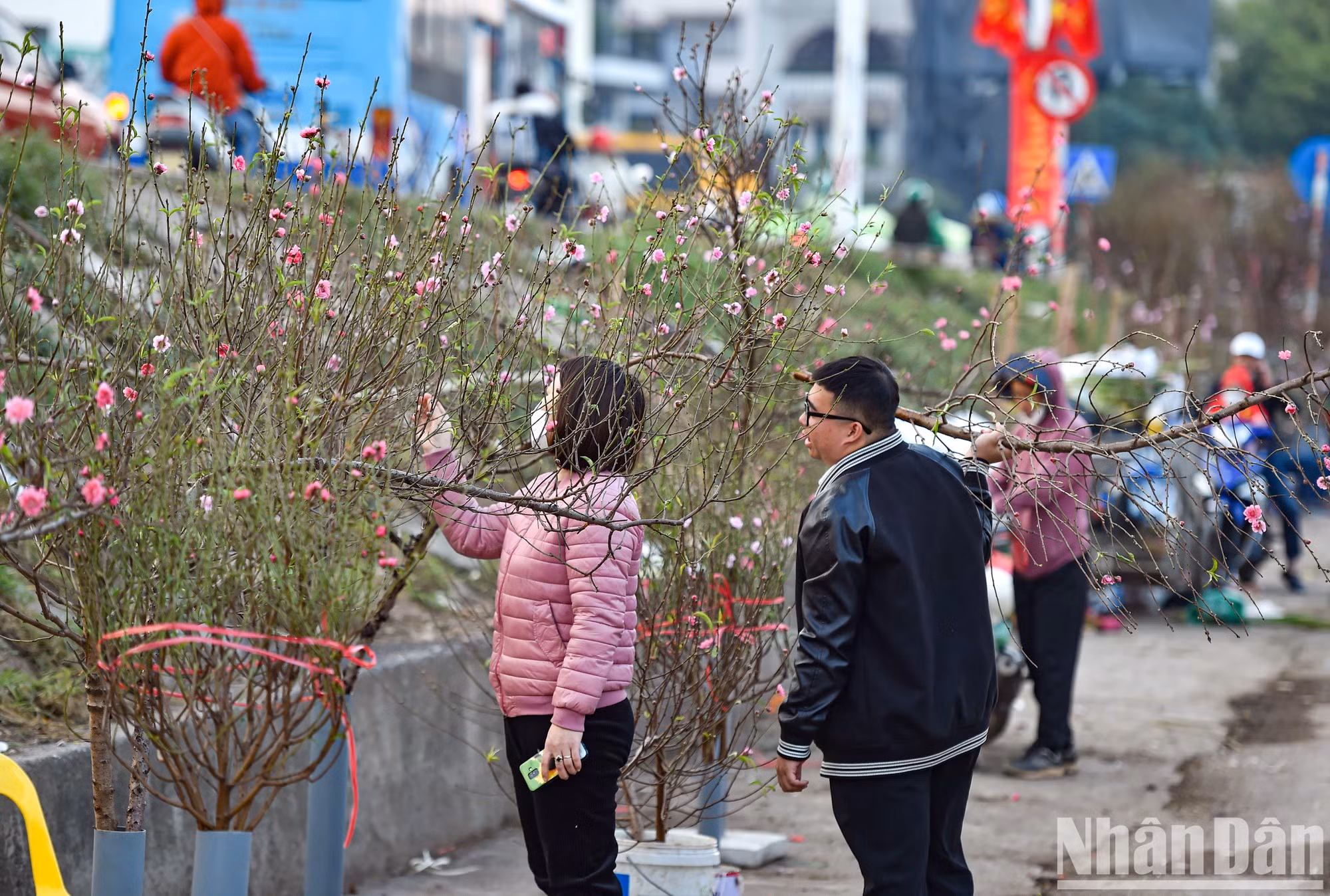 Early blooming peach branches began to appear more and more at Quang An flower market.