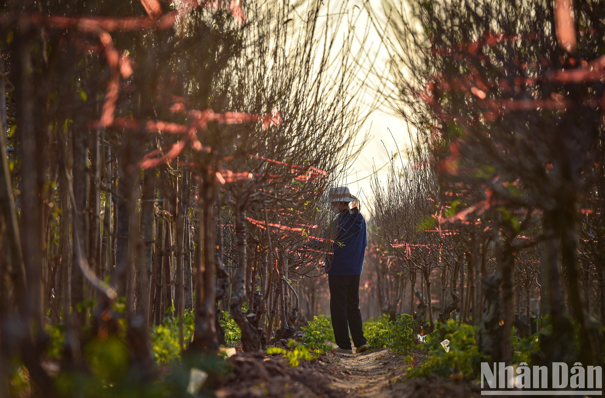 Many gardeners are busy preparing the most beautiful peach branches for florists on New Year's Eve. Many gardeners are busy preparing the most beautiful peach branches for florists on New Year's Eve.