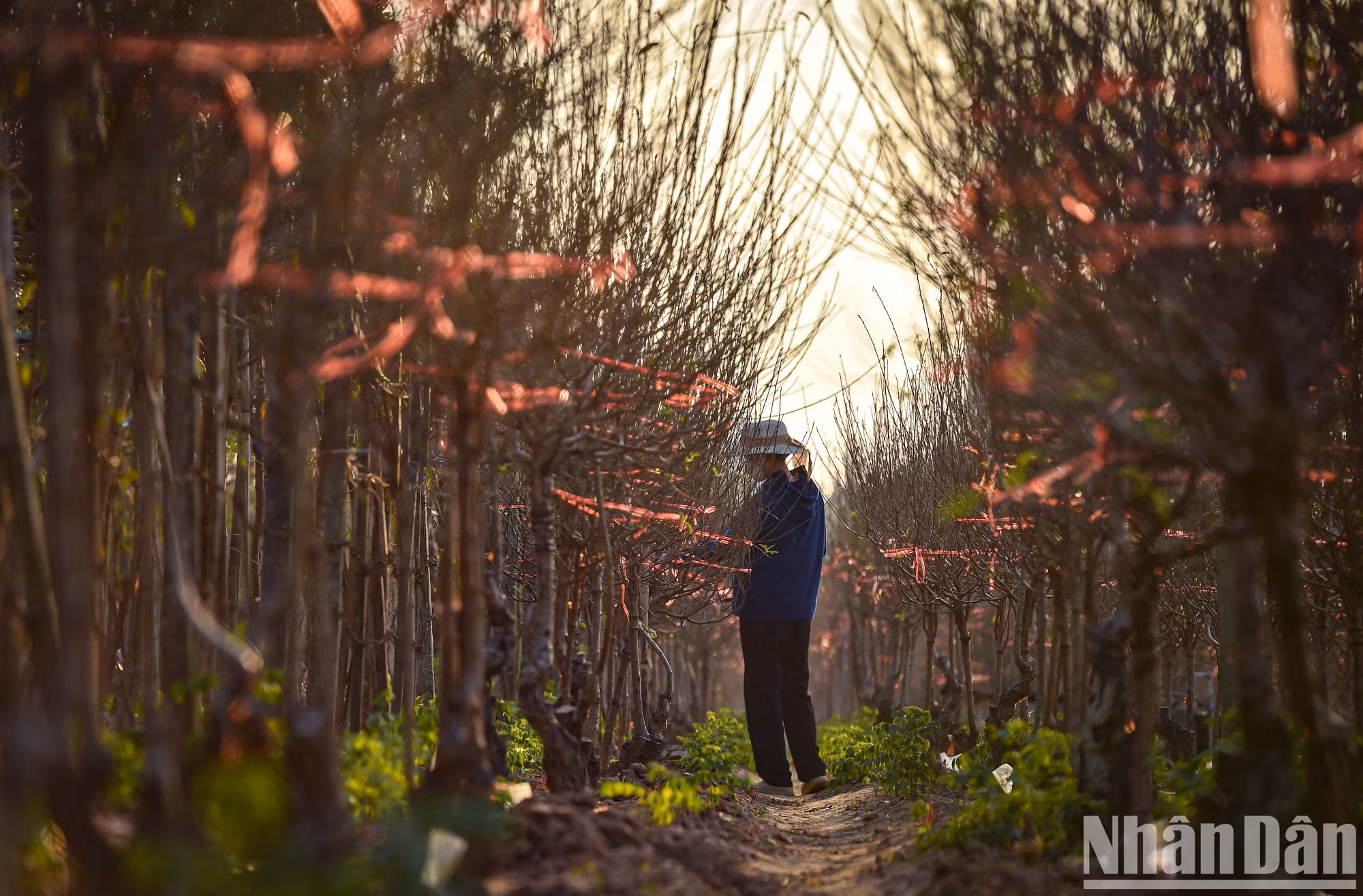 Many gardeners are busy preparing the most beautiful peach branches for florists on New Year's Eve.