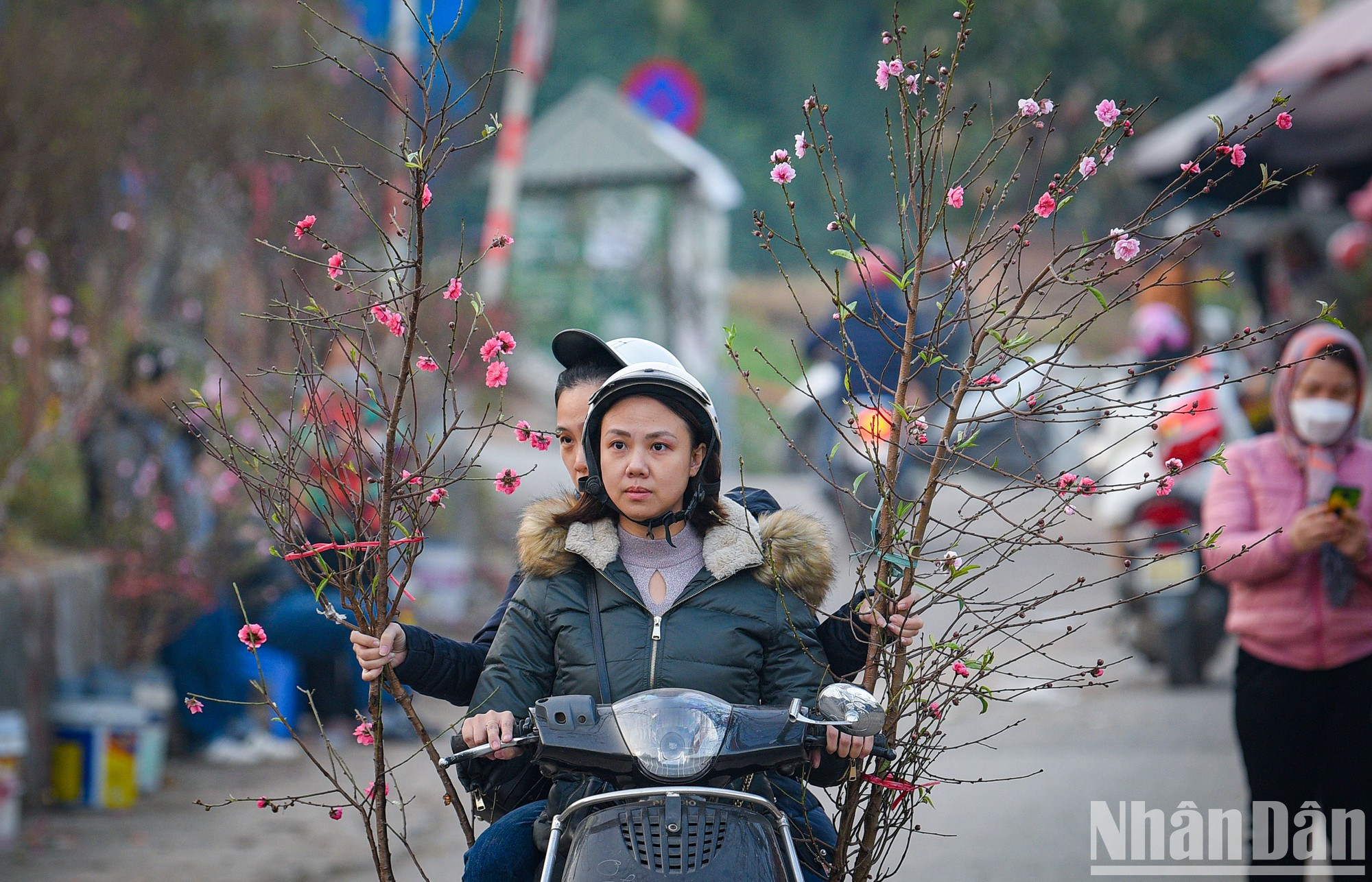 Many people choose peach blossoms for the upcoming New Year's Eve. Many people choose peach blossoms for the upcoming New Year's Eve.