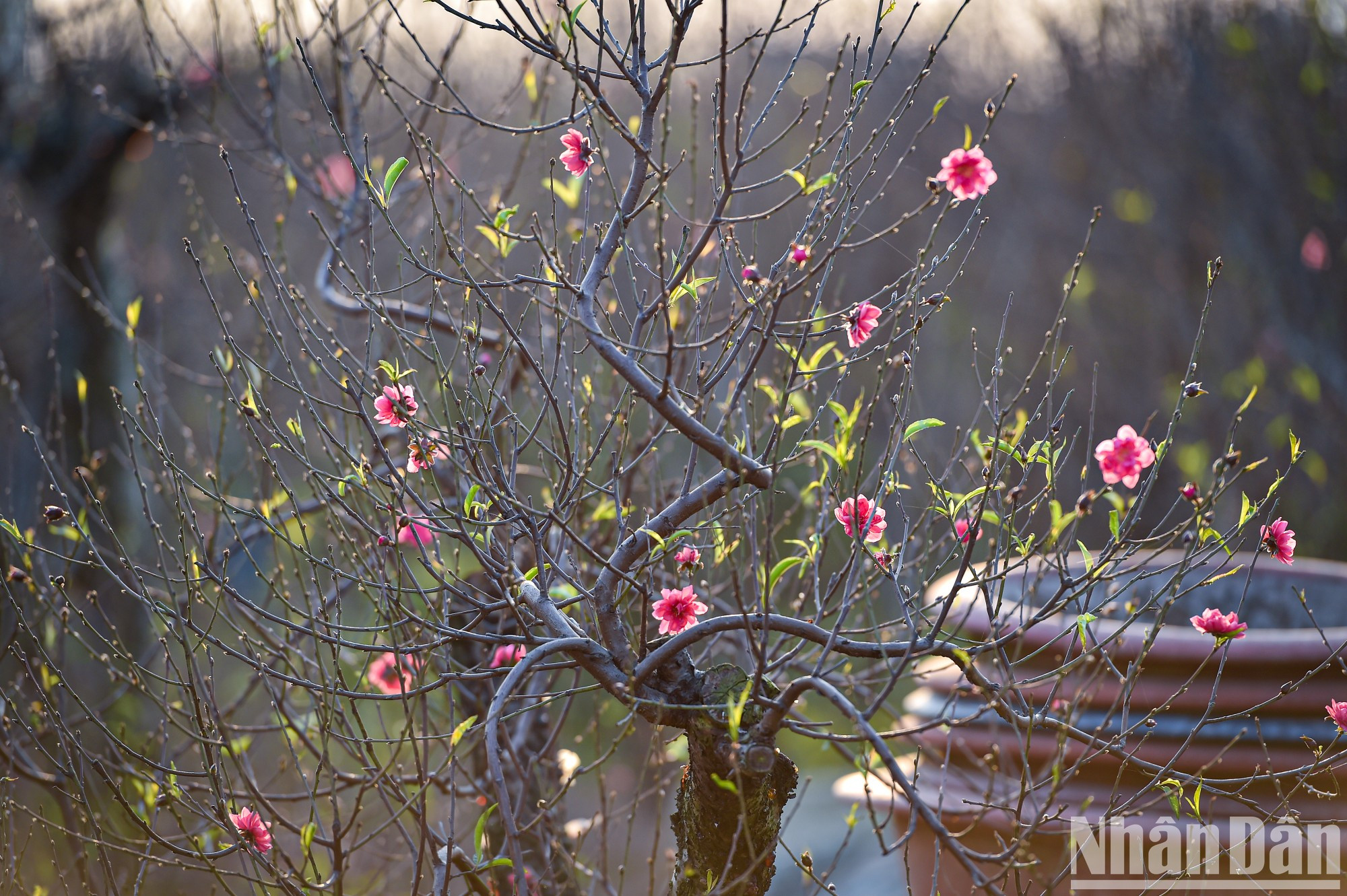 According to peach growers, this year the weather has been favourable. If there is spring rain near December, the peach blossoms will be very beautiful. According to peach growers, this year the weather has been favourable. If there is spring rain near December, the peach blossoms will be very beautiful.