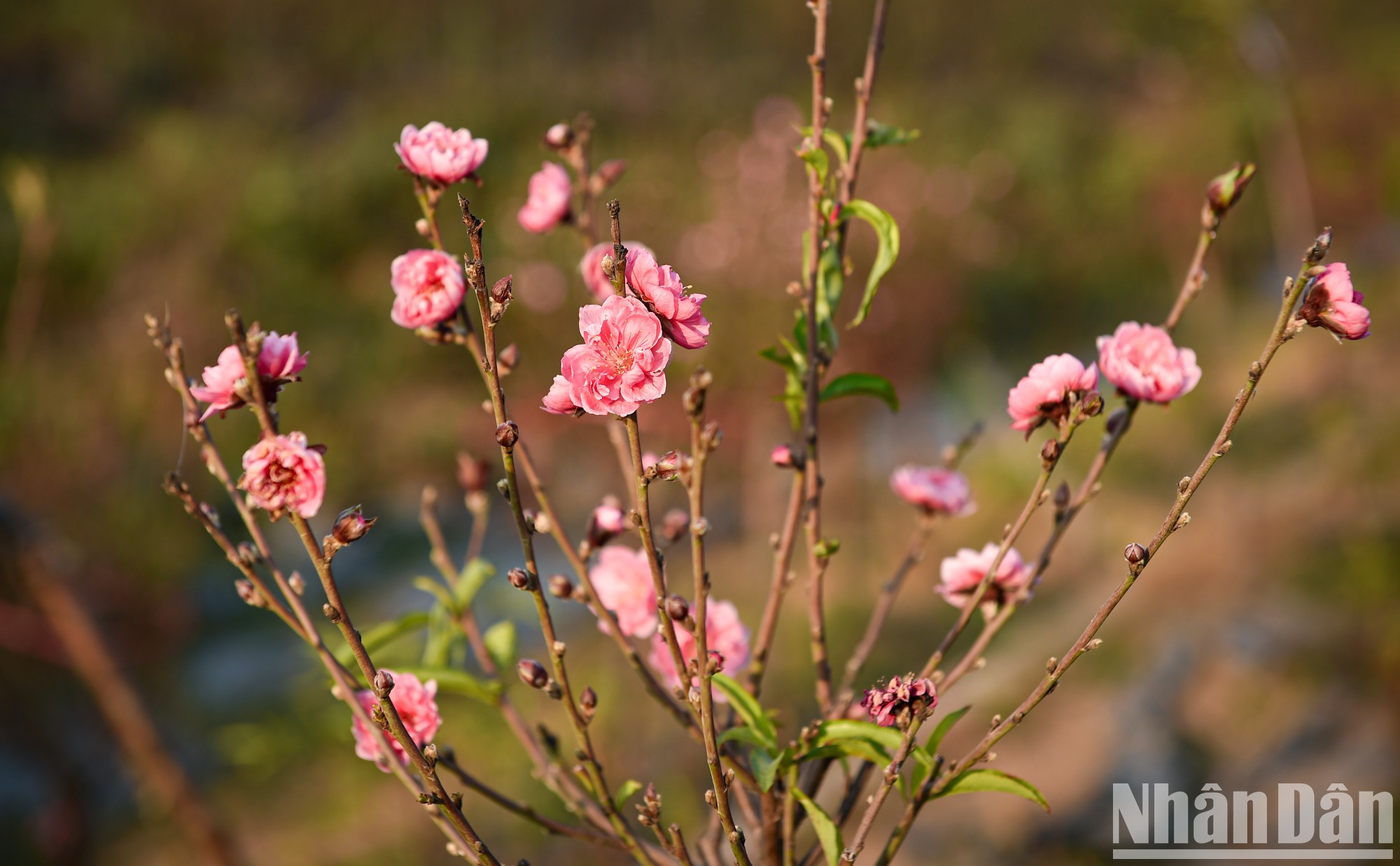 These are peach branches plucked early, having flowered earlier to serve people wanting peach blossoms on the occasion of the New Year or the 15th day of the 12th lunar month. These are peach branches plucked early, having flowered earlier to serve people wanting peach blossoms on the occasion of the New Year or the 15th day of the 12th lunar month.