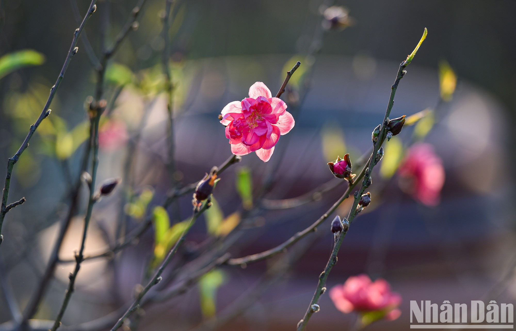 The red colour of the peach blossom brings the Tet atmosphere closer. The red colour of the peach blossom brings the Tet atmosphere closer.