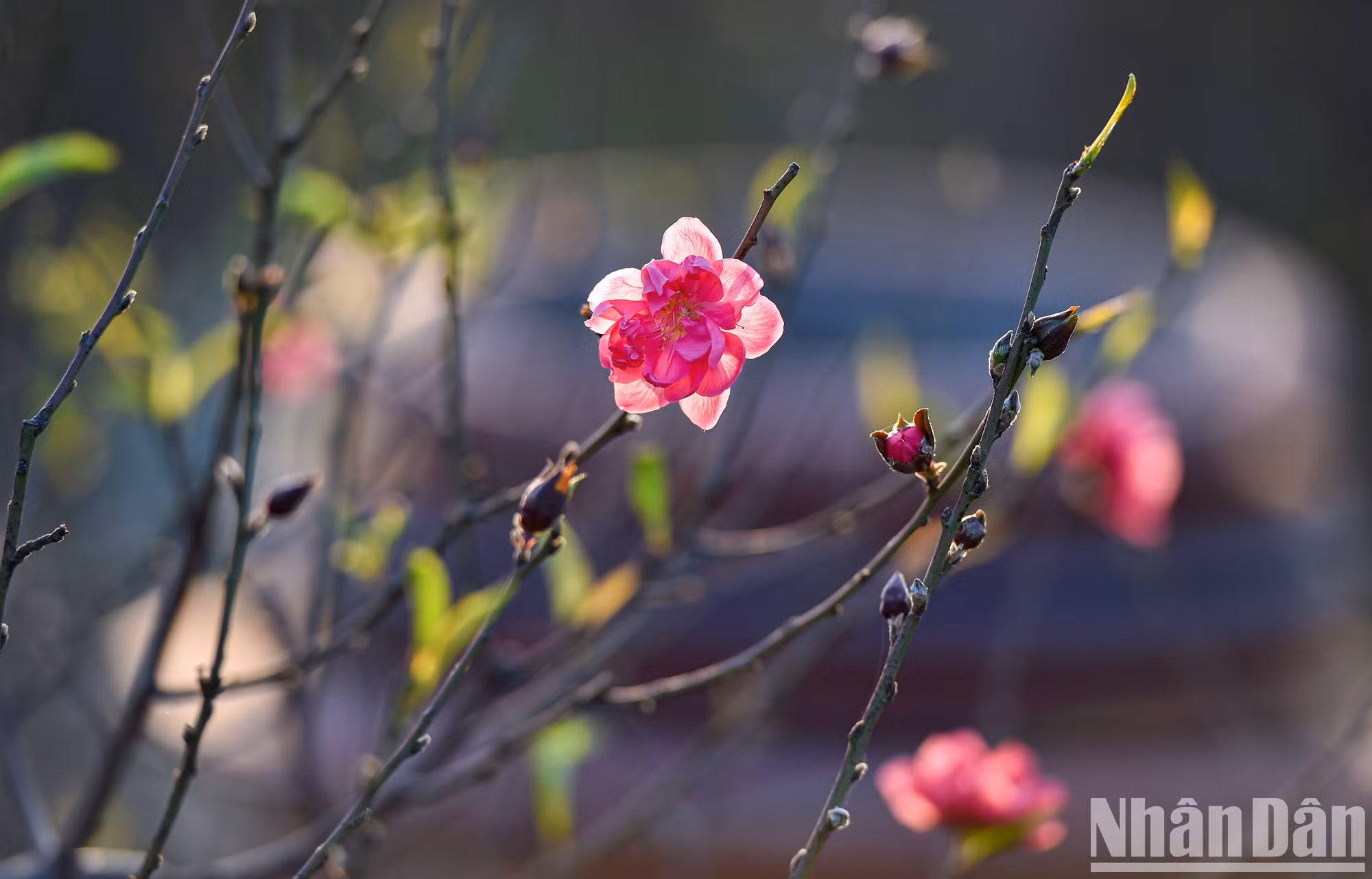The red colour of the peach blossom brings the Tet atmosphere closer.