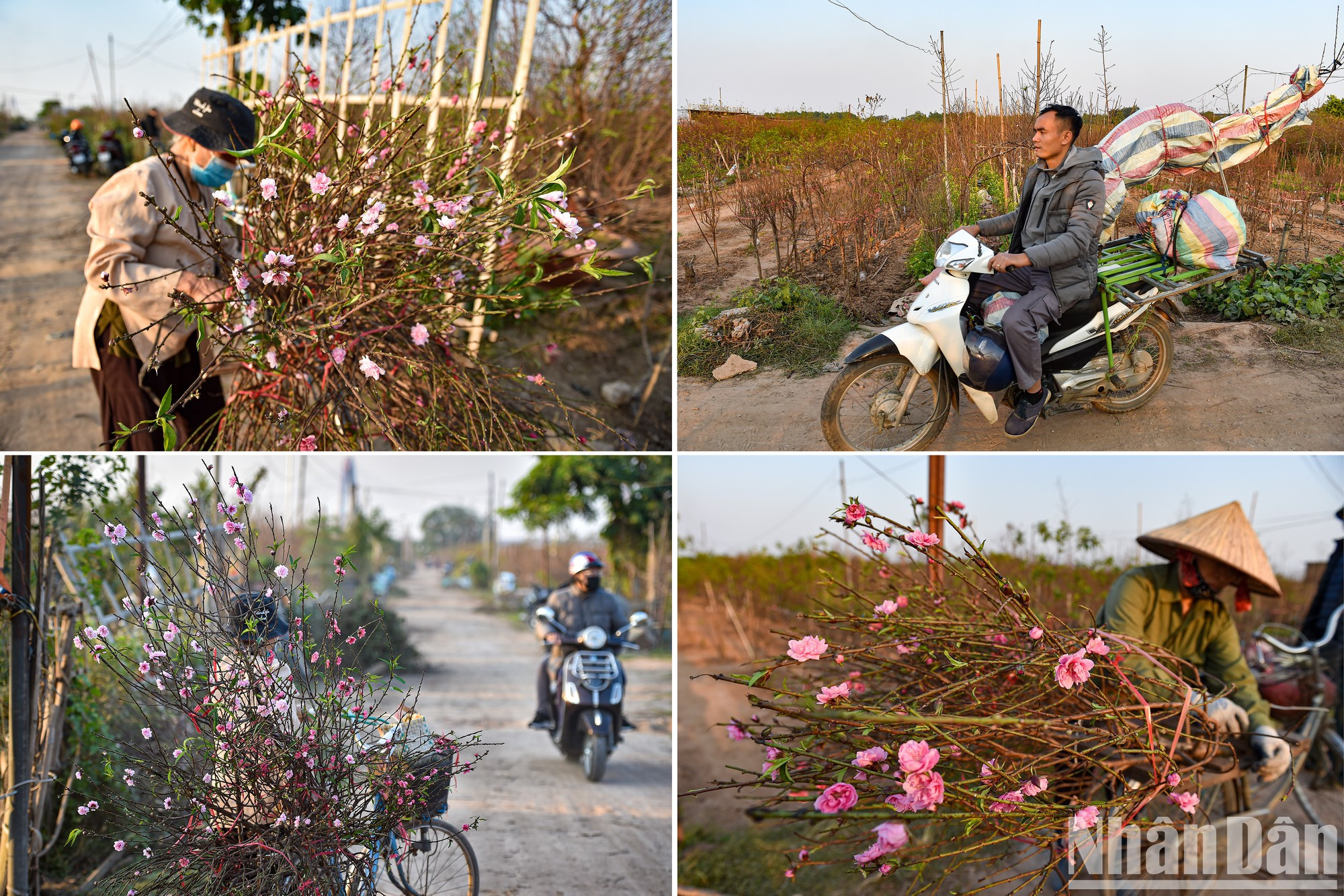 Many peach garden owners at this time cut peach branches to bring to the market to sell. Many peach garden owners at this time cut peach branches to bring to the market to sell.