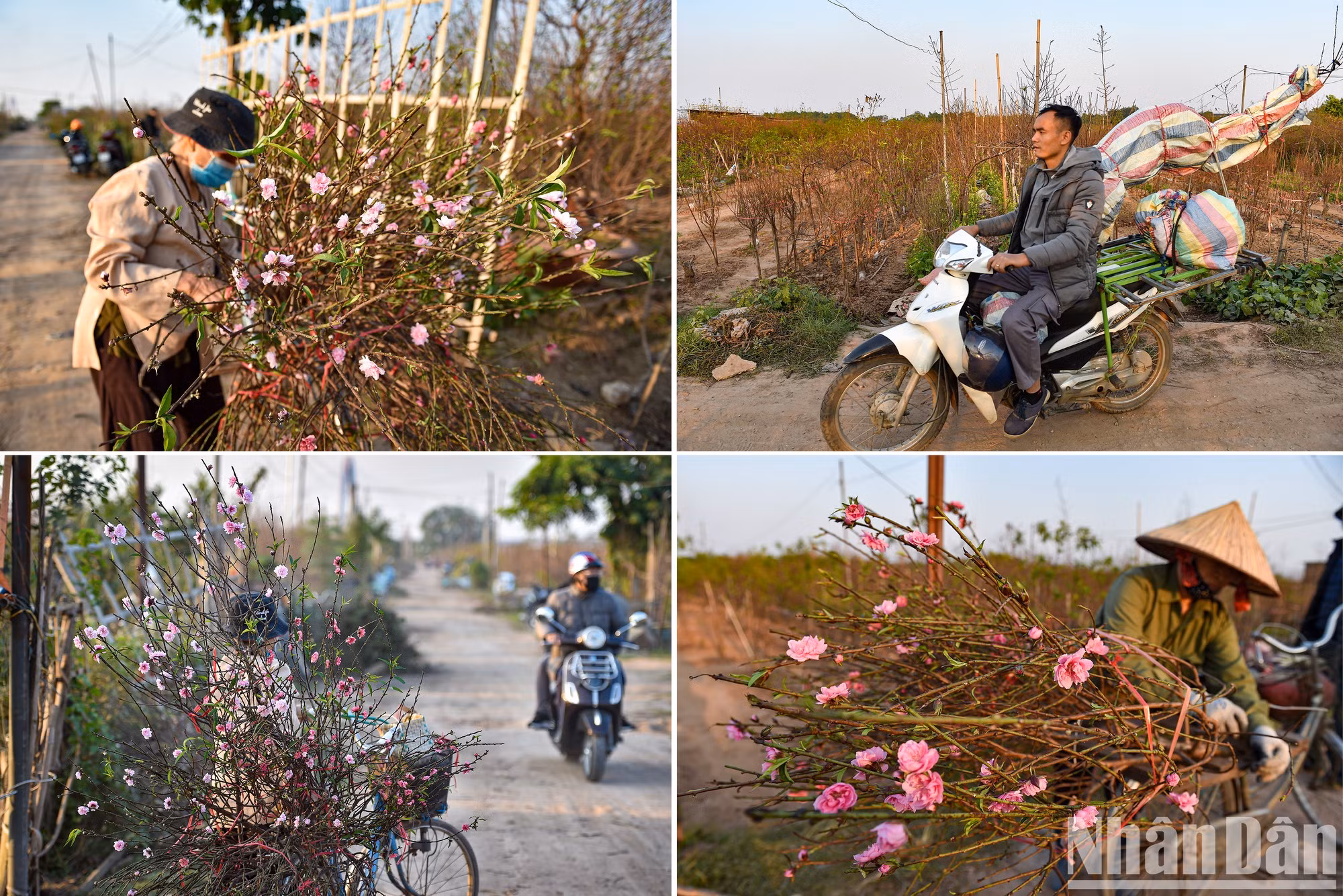 Many peach garden owners at this time cut peach branches to bring to the market to sell.