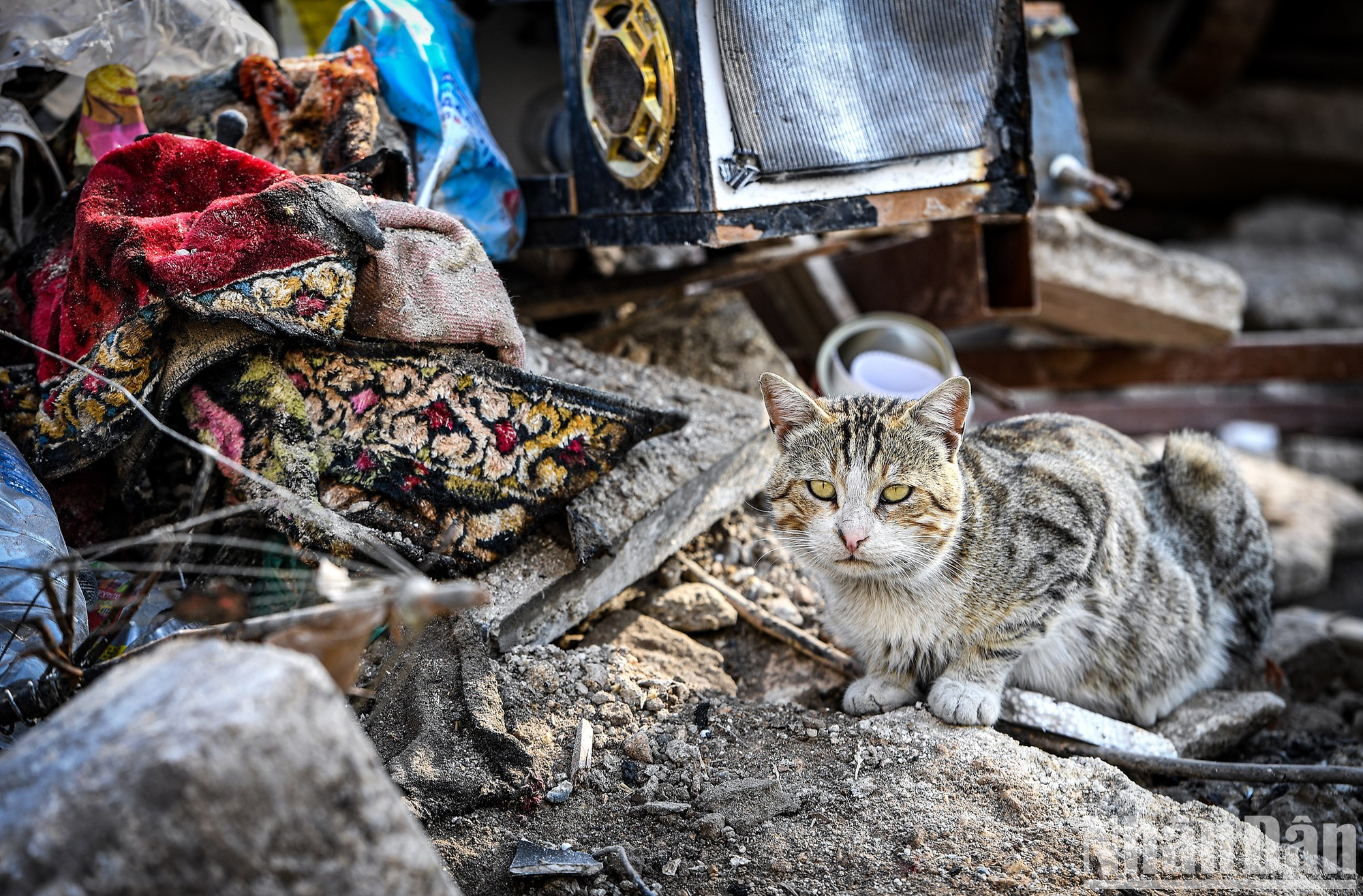 A cat by the ruins of Antakya brings a more peaceful feeling to everyone. A cat by the ruins of Antakya brings a more peaceful feeling to everyone.