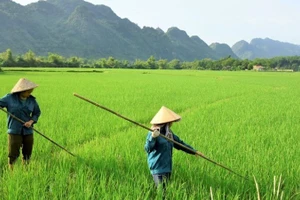 A programme on comprehensive reform and improvement of vocational training quality for rural workers by 2030 has been approved. (Illustrative image)