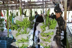 Farmers process bananas before supplying to the market. (Photo: VNA)