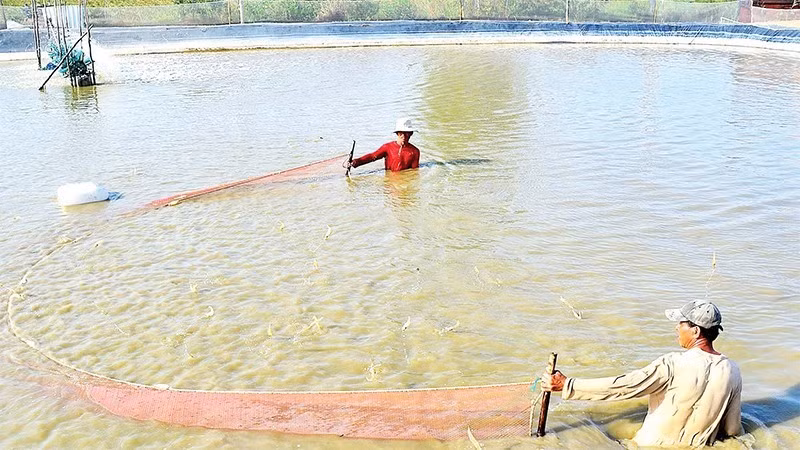 Ca Mau has the largest shrimp farming area in the country, providing abundant potential for enterprises to expand shrimp processing for export. (Photo: nhandan.vn)
