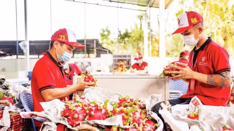 Dragon fruit inspected before export at Vina T&T Group. (Photo: MINH ANH)