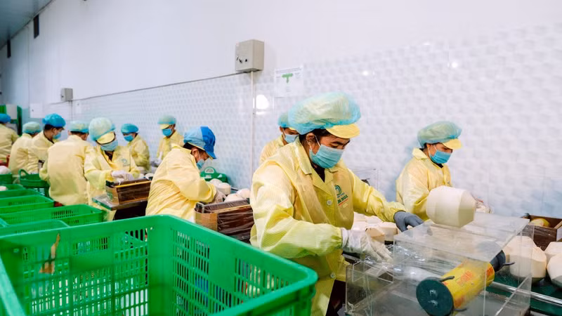 Coconuts being packed for export at a company in Vinh Long Province. (Photo: MINH ANH)