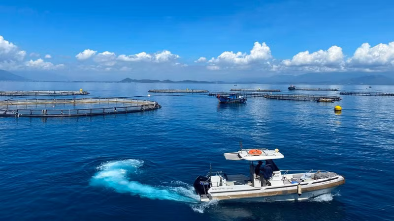 The high-tech barramundi farming area in deep waters operated by Australis Viet Nam Seafood Co., Ltd. in Van Phong Bay, Khanh Hoa Province. (Photo: QUOC VIET-LE QUAN)